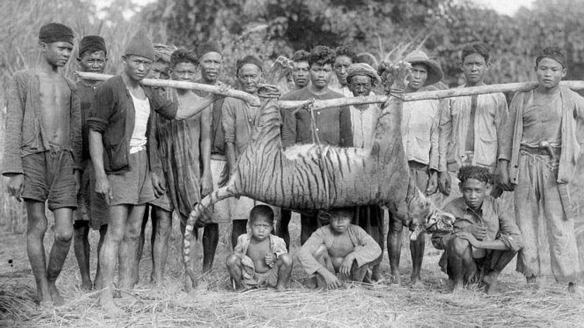 Ciliwungの多くのワニ バタビアのトラ狩り Waktunya Merevolusi Pemberitaan