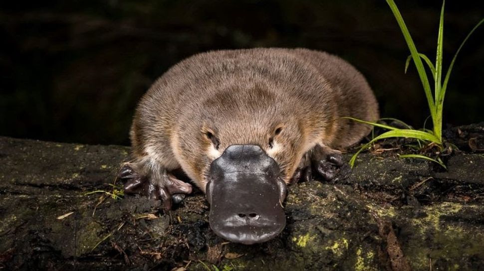 وplatypus استراليا غريب الثدييات المهددة بالانقراض بيئتها تقلص 22 في المئة